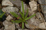 Limestone fameflower